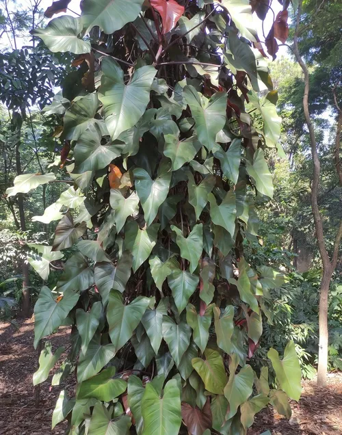 Blushing philodendron - Philodendron erubescens (Care, Characteristics,  Symbolism, Images)