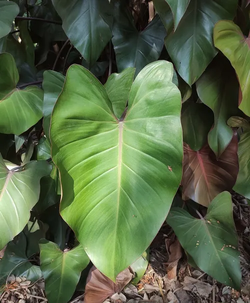 philodendron 'moonlight' Philodendron Moonlight Variegated