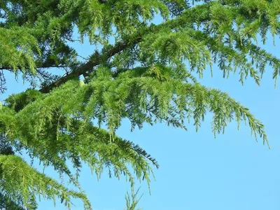 Himalaya-zeder - Cedrus deodara (Pflege, Merkmale, Symbolik, Bilder)