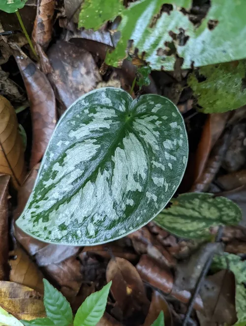 fargesia nitida black pearl kaufen Fargesia nitida 'Black Pearl'