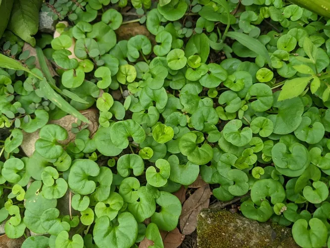 Semi di Dichondra Micrantha (Foglie di cavallo asiatiche) - Italia