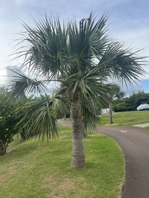 Palmier des bermudes