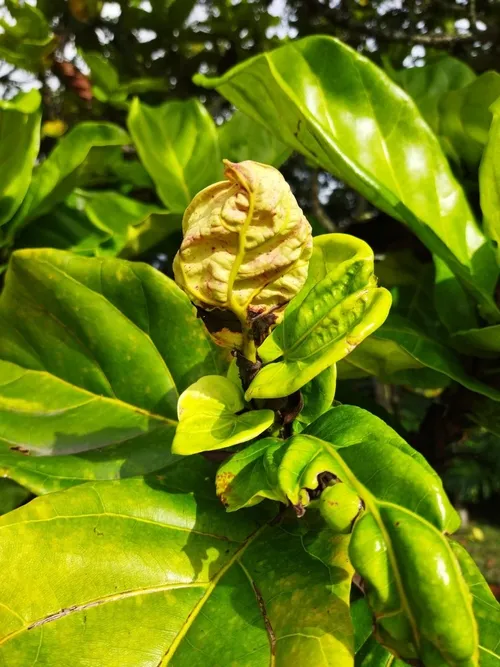 Is Fiddle-leaf fig Poisonous