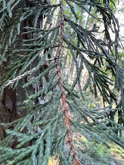 アラスカヒノキ (Xanthocyparis nootkatensis) - PictureThis アラスカヒノキ (Xanthocyparis nootkatensis) - PictureThis
