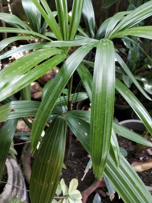 Melhores Plantas para Apartamento: Palmeira-ráfis Palmeira-ráfis - Rhapis excelsa (Cuidado, Características, Simbolismo, Imagens)