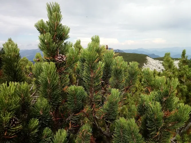 モンタナマツ バレーラ pinus mugo ムゴマツ 松 針葉樹 苗 【公式通販】