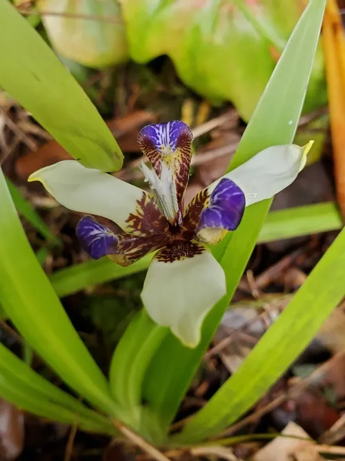 Neomarica northiana - Neomarica northiana (Cuidado
