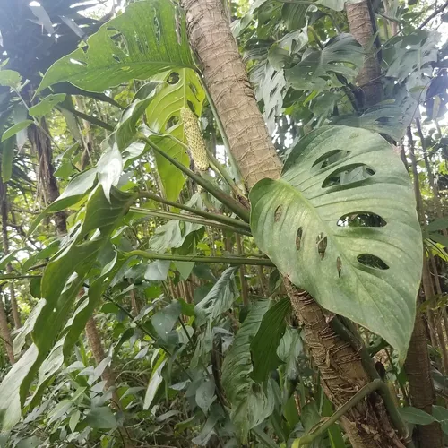 Czy rolina Monstera adansonii moe by trujca?