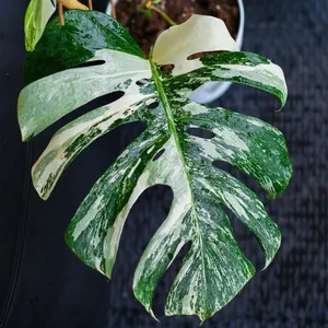 モンステラ・デリシオサ 'アルボバリエガータ コントルタ' (Monstera