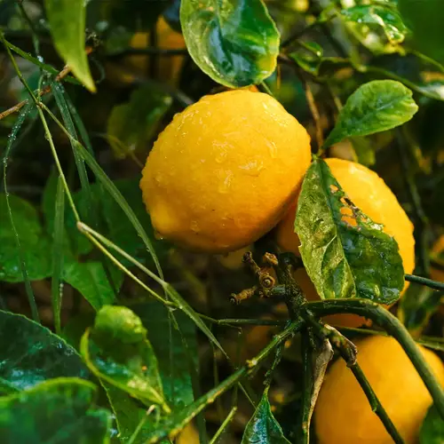Citrus fruits 'Meyer'