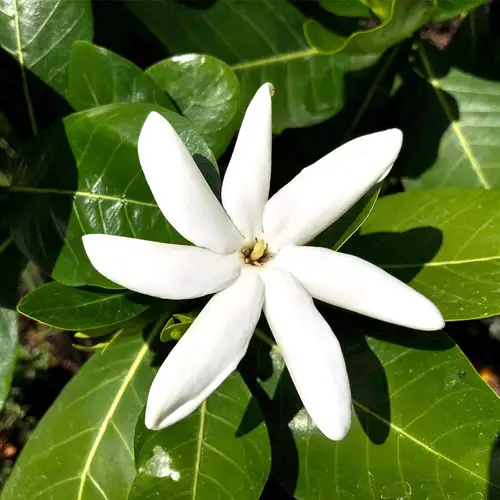 Tahitian gardenia