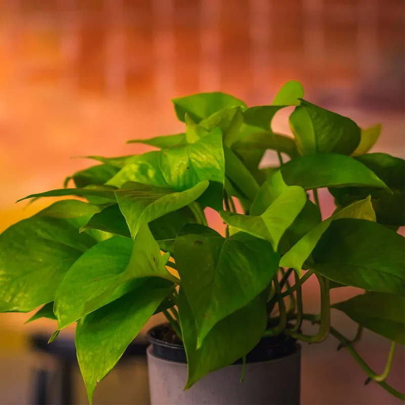 Entdecken Sie die Vorteile und Pflegetipps von Goldene Efeutute 'Jade' fr  Ihr Zuhause