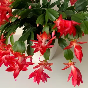 Christmas cactuses 'Red Flame' (Schlumbergera 'Red Flame') - PictureThis
