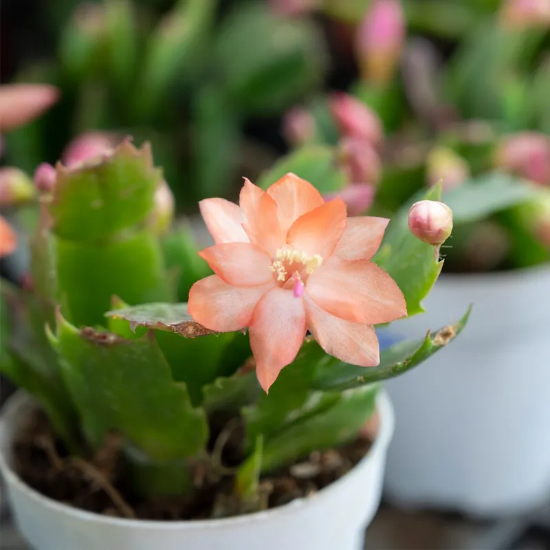 Entdecken Sie die Vorteile von Schlumbergera 'Thor Wild Cactus Orange':  Eine robuste und lebendige Zimmerpflanze