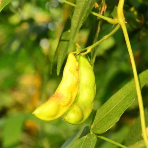 Lima bean - Phaseolus lunatus (Care, Characteristics, Invasive, Images,  Edible)