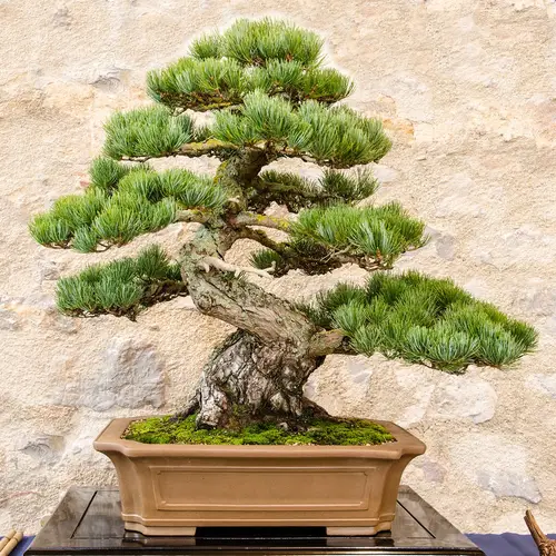 Pinus parviflora 'Miyajima'