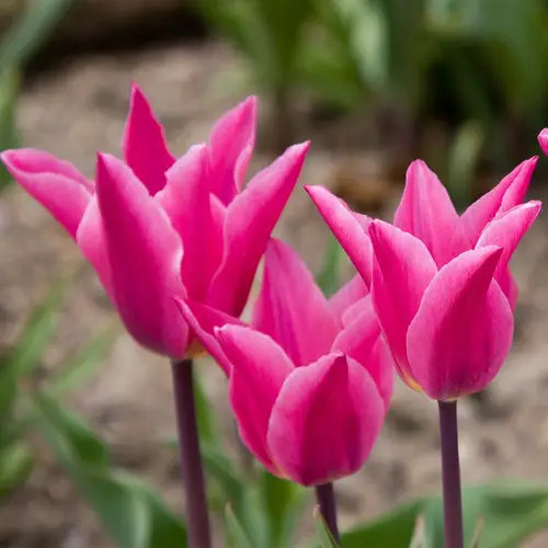 Tulips 'Lilyrosa'
