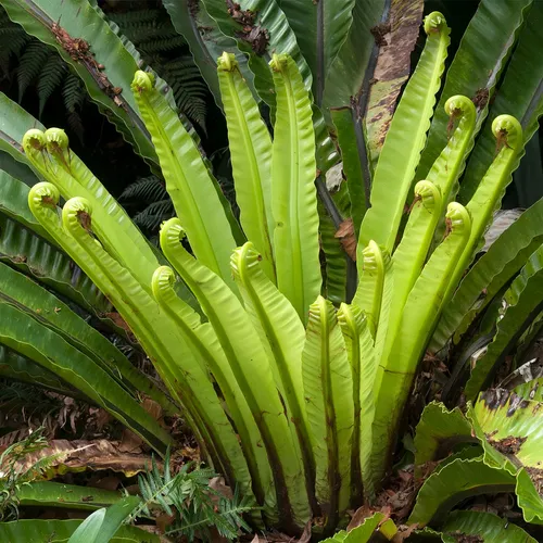dracaena lisa plant Dracaena fragrans | Lisa