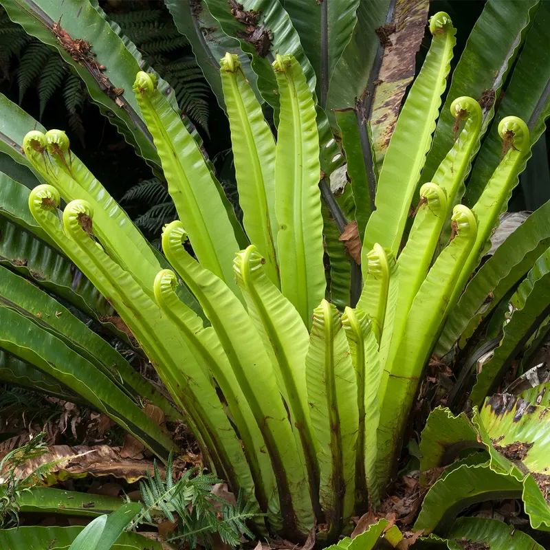 palm tree dracaena Maia Shop Artificial Dracaena Plant 3.5 Feet Tall Tropical Palm Tree, –  VMInnovations main image 0