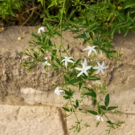 How to identify Jasmine (Jasminum)
