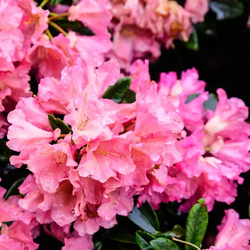 Rhododendron 'Wine and Roses'
