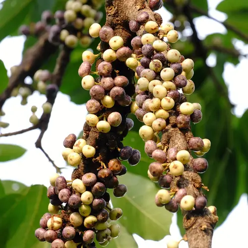 Ficus subpisocarpa