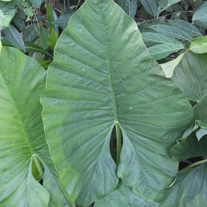 Discover the Surprising Benefits of Growing Elephant's ear in Your Garden