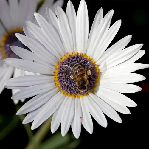 Blue-eyed african daisy