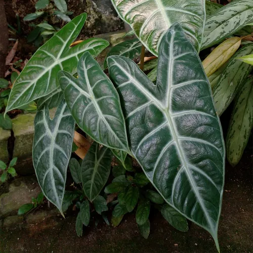 Alocasia longiloba - PictureThis