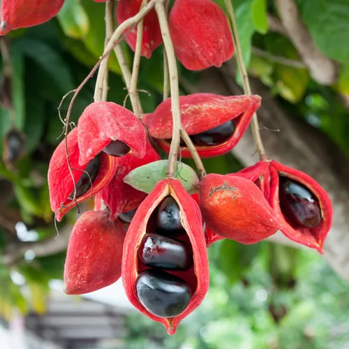 ピンポンノキ (Sterculia monosperma) - PictureThis