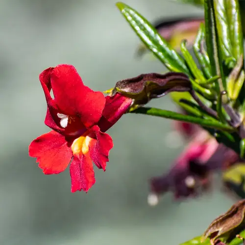 Red bush monkeyflower
