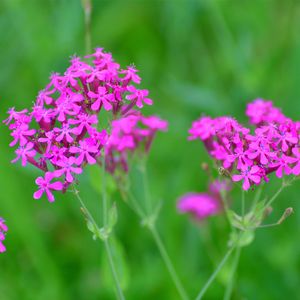 ムシトリナデシコ苗 ムシトリナデシコ（虫取り撫子）の育て方・栽培方法