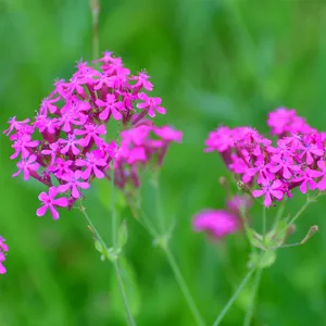 ムシトリナデシコ(虫取り撫子) (Silene armeria) - PictureThis ムシトリナデシコ(虫取り撫子) (Silene armeria) - PictureThis