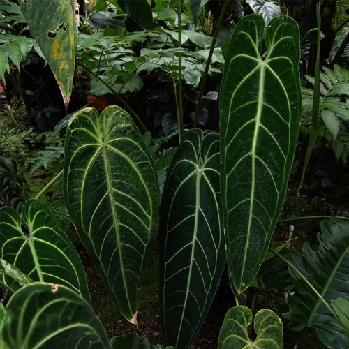 Queen anthurium - Anthurium warocqueanum (Care
