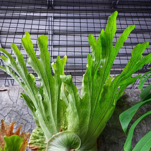 10 Semi Platycerium Wandae - Felce Staghorn Gigante Per Coltivazione - Foto 3