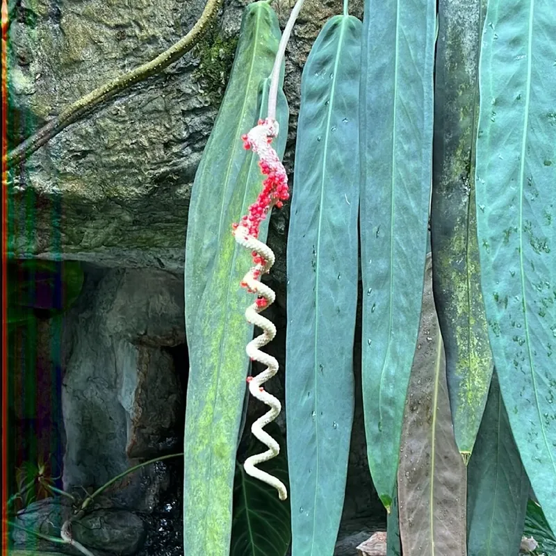 alocasia zebrina giftig für katzen Alocasia Zebrina Variegata – Foliage Dreams main image 0