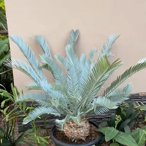 Cycas cairnsianaの育て方・栽培方法 Cycas cairnsianaの育て方・栽培方法