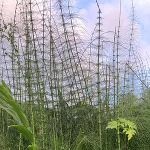 fake bamboo plants Artificial Luxury Japanese Bamboo  Stem & Silk