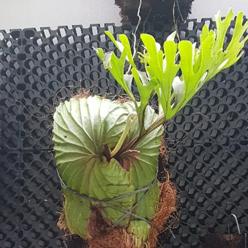 Platycerium ridleyiのユニークな利点を発見し、あなたの観葉植物