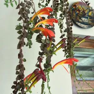 Ampelpflanzen (Columnea) - PictureThis