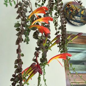 コルムネア (Columnea) - PictureThis コルムネア (Columnea) - PictureThis