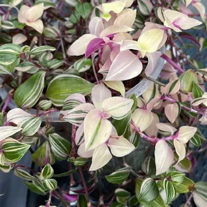 golden pothos plant Brighter Blooms - Golden Pothos, 6 inch main image 1