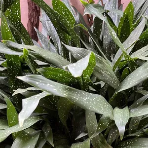 How to Grow and Care for Aspidistra