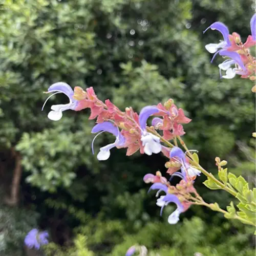 Salvia chamelaeagnea