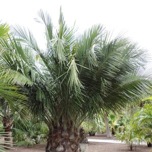 チリサケヤシ(智利酒椰子)の育て方・栽培方法 チリサケヤシ(智利酒椰子)の育て方・栽培方法