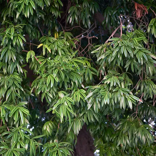 Oleander podocarp