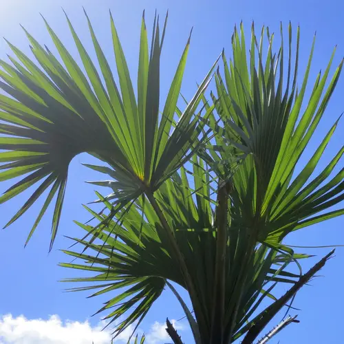 Ilala palm