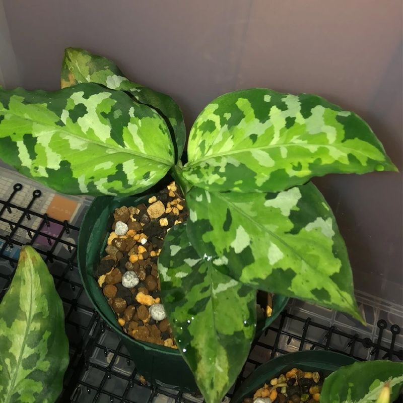 How Much Sunlight Does Aglaonema pictum tricolor Need?