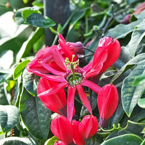 Flor de pasión roja