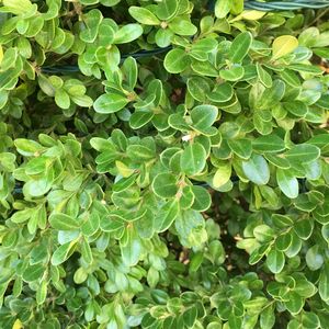 ツゲ (柘植)の育て方・栽培方法
